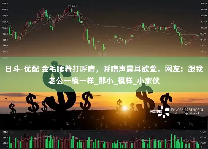 日斗-优配 金毛睡着打呼噜，呼噜声震耳欲聋。网友：跟我老公一模一样_那小_模样_小家伙